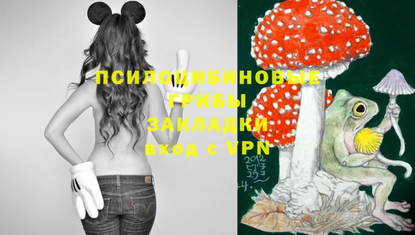 прущие грибы Елабуга